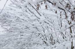 Snow, snow and more snow …