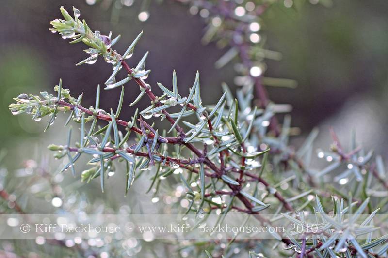 Raindrops on leaves